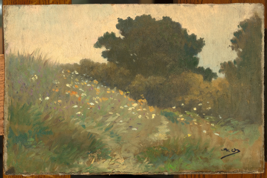 Carolles, arbres sur la dune